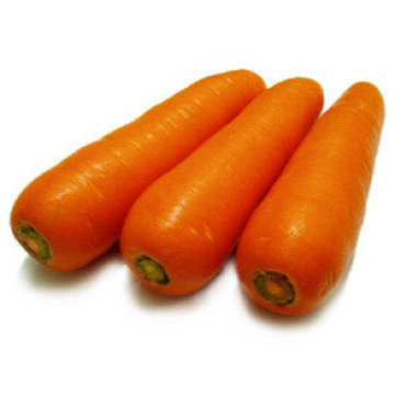 Nuevo Crop Alta Calidad SGS Fresh Carrot